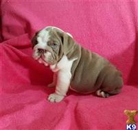 english bulldog puppy posted by Kris English Bulldogs